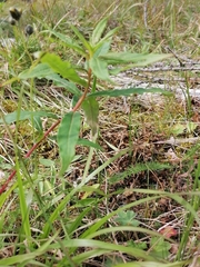 Koenigia alpina