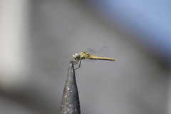 Sympetrum fonscolombii