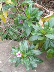 Catharanthus roseus