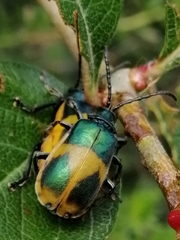 Monocesta ducalis