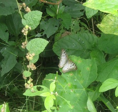 Anartia jatrophae
