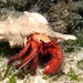 White-spotted Hermit Crab - Photo (c) markusgmeiner, some rights reserved (CC BY-NC), uploaded by markusgmeiner
