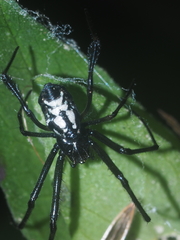Leucauge fastigata