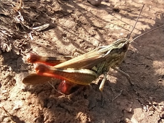 Chorthippus binotatus