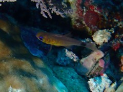 Ostorhinchus fleurieu