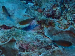 Ostorhinchus fleurieu