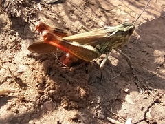 Chorthippus binotatus