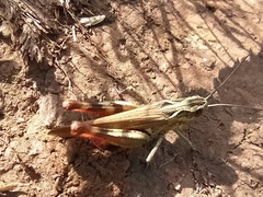 Chorthippus binotatus