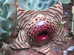 Ceropegia zebrina image