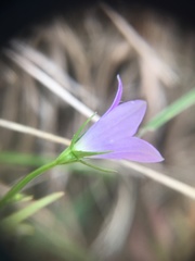 Campanula patula