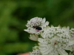 Anogcodes fulvicollis