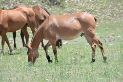 Equus asinus × caballus