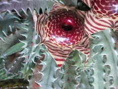 Ceropegia zebrina image