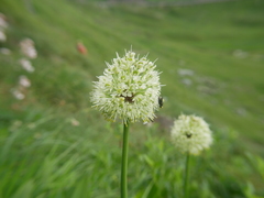 Allium victorialis