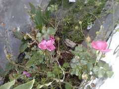 Magnoliopsida
