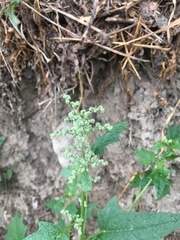 Chenopodiastrum hybridum