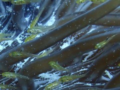 Ostorhinchus hoevenii