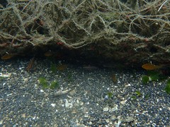 Ostorhinchus hoevenii