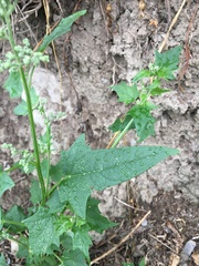 Chenopodiastrum hybridum