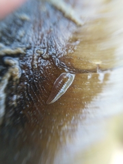 Glossiphonia complanata