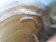 Glossiphonia complanata