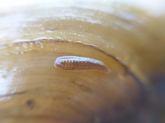 Glossiphonia complanata