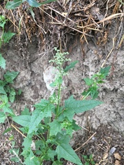 Chenopodiastrum hybridum