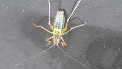 Barbitistes constrictus