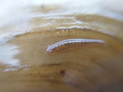 Glossiphonia complanata