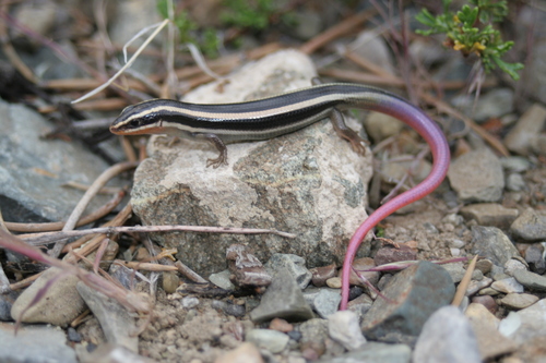 iNaturalist observation photo of Gilbert's Skink