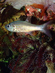 Cheilodipterus alleni