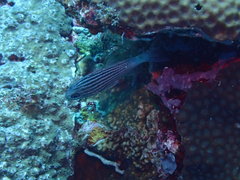 Cheilodipterus intermedius