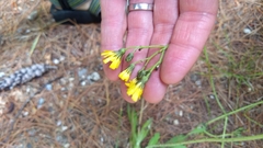 Pilosella piloselloides