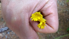 Pilosella piloselloides