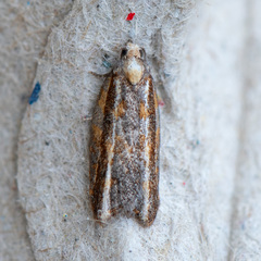 Acleris variana