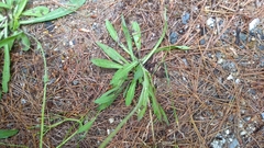 Pilosella piloselloides