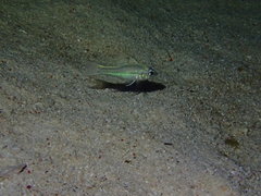 Lateralstripe Cardinalfish photo 2