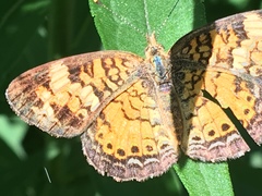 Phyciodes tharos