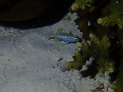 Ostorhinchus multilineatus