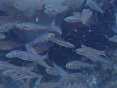 Cheilodipterus parazonatus