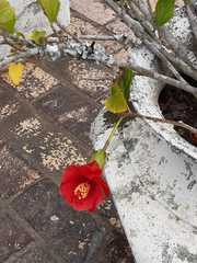 Hibiscus