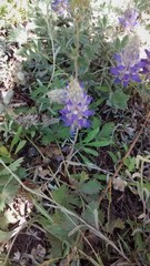 Lupinus lepidus lobbii