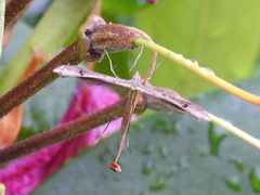 Stenoptilia bipunctidactyla