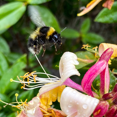 Bombus hortorum