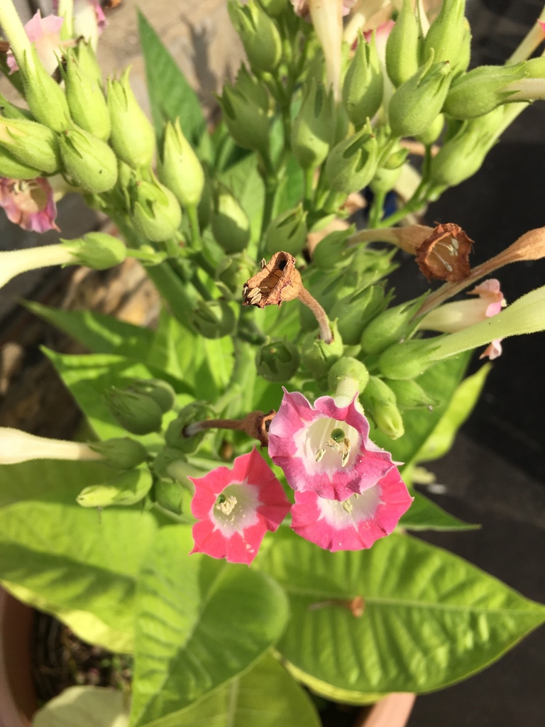 Nicotiana