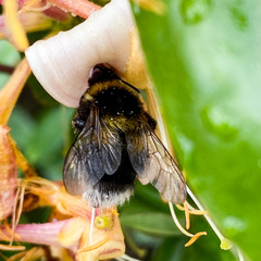 Bombus hortorum