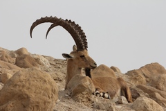 Nubian Ibex photo 2