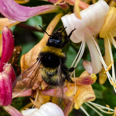 Bombus hortorum