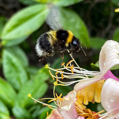 Bombus hortorum