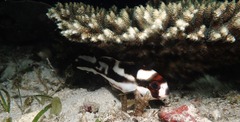 Plectorhinchus vittatus